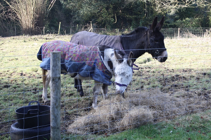 donkeys on the farm at Slindon College