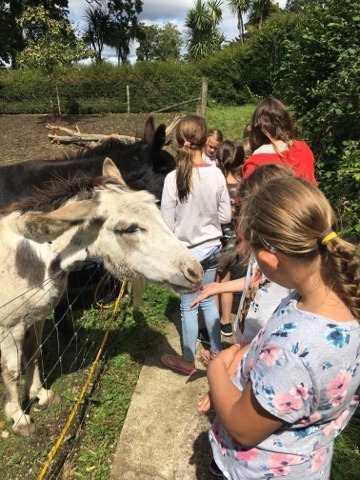 holiday club chidren feeding animals at slindon college